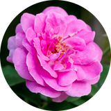 Rose (Rosa damascena) Essential Oil - Bulgaria