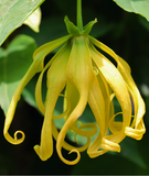 ylang ylang complete essential oil
