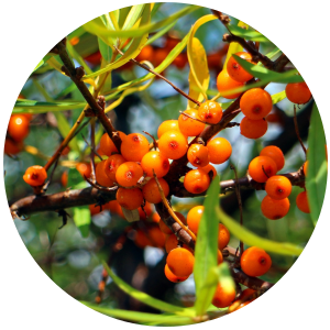 Sea Buckthorn Fruit Carrier Oil - Cold Pressed