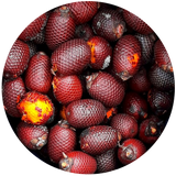 A collection of Buriti fruits, also known as, with a focus on their textured, reddish skin.
