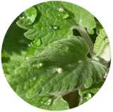 Close-up of fresh catnip leaves with water droplets.