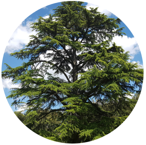 A circular image of a single, tall cedarwood atlas tree with a lush green canopy against a blue sky with some clouds.