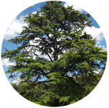 A circular image of a single, tall cedarwood atlas tree with a lush green canopy against a blue sky with some clouds.