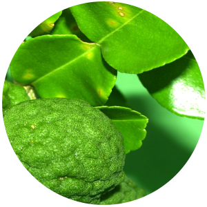 Makrut Lime Leaf (Citrus hystrix) Essential Oil