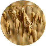 A close-up image of oat plants with ripe seeds, showcasing the oats used to produce oat carrier oil.
