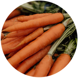 A close-up image of fresh carrots with leafy green tops which are used in the creation of Organic Carrot Macerated oil.