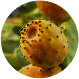 Close-up image of a prickly pear cactus fruit with spines visible from which prickly pear oil is derived.
