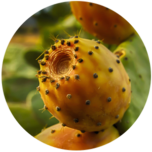 Prickly Pear Seed (Opuntia ficus indica) Carrier Oil - Virgin