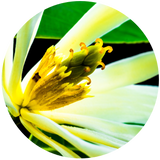Close-up image of a Ylang Ylang flower with a visible yellow center and white petals.