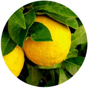 A fresh Yuzu fruit with leaves, showing its yellowish skin and green leaves.