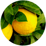 A fresh Yuzu fruit with leaves, showing its yellowish skin and green leaves.