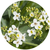 Abyssinian (Crambe abyssinica) Seed Carrier Oil - Refined- RBWD