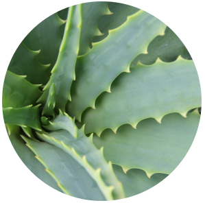 Aloe Vera Macerated (Aloe barbadensis) Carrier Oil - In Sunflower Oil