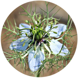 Close-up image of a Black Cumin Seed (Nigella sativa)  flower from which Black Cumin Seed is derived.