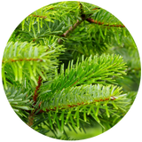 Black Spruce (Picea mariana) Essential Oil - Organic