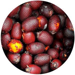 Buriti Fruit (Mauritia flexuosa ) Carrier Oil - Unrefined