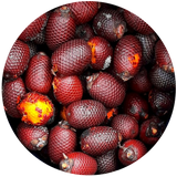 Buriti Fruit (Mauritia flexuosa ) Carrier Oil - Unrefined
