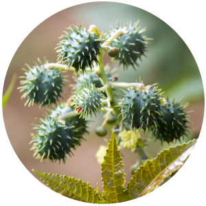 Castor (Ricinus communis) Carrier Oil - USP