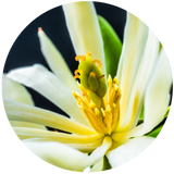 Champaca (Michelia champaca) Essential Oil