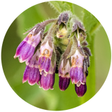 Comfrey (Symphytum officinale) Macerated Oil - Organic