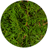 Cypress (Cupressus sempervirens) Essential Oil