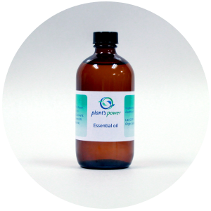 Basil (Ocimum basilicum) Essential Oil