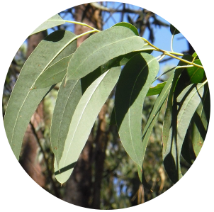 Eucalyptus Lemon (Eucalyptus citriodora) Essential Oil