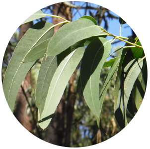 Eucalyptus (Eucalyptus globulus) Essential Oil - 70/75 - China