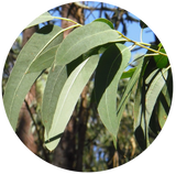 Eucalyptus (Eucalyptus globulus) Essential Oil - 80/85 - China