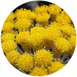 Helichrysum (Helichrysum italicum) Hydrosol