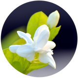 Jasmine Sambac Absolute (Jasminum Sambac)