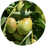 Jojoba Seed (Simmondsia Chinensis) Carrier Oil - Golden - Organic