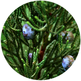 Close-up of juniper berries on a branch, showcasing the small round berries amidst green foliage.