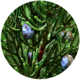 Juniper Berry (Juniperus communis) Essential Oil - Nepal