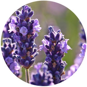 Lavender Essential Oil 40/42 - Natural
