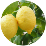 Lemon (Citrus limon) Essential Oil - Cold Pressed