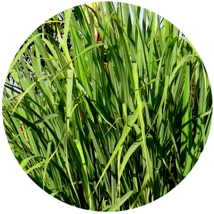 Lemongrass (Cymbopogon flexuosus) Essential Oil