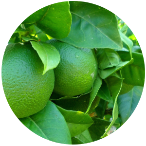 Lime (Citrus aurantifolia) Essential Oil - Distilled