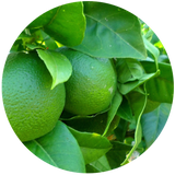 Lime (Citrus aurantifolia) Essential Oil - Distilled