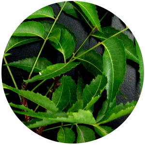 neem oil Azadirachta indica