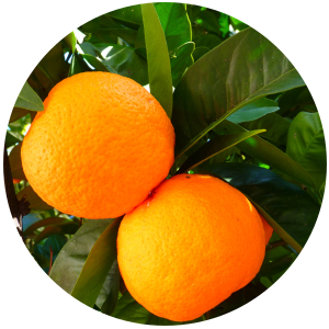Orange (Citrus sinesis) Essential Oil - Cold Pressed