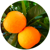Orange (Citrus sinesis) Essential Oil - Cold Pressed