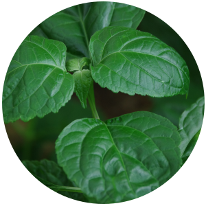 Patchouli (Pogostemon cablin) Essential Oil