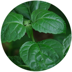 Patchouli (Pogostemon cablin) Essential Oil – Plant's Power e-Store