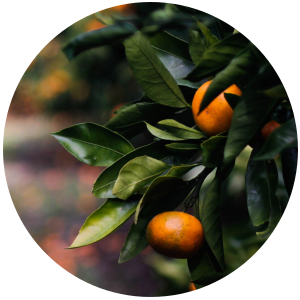 petitgrain mandarin oil