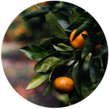Petitgrain (Citrus aurantium) Essential Oil - Orange