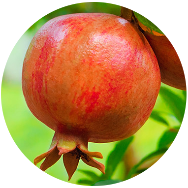 Pomegranate Seed (Punica granatum) Carrier Oil - Virgin