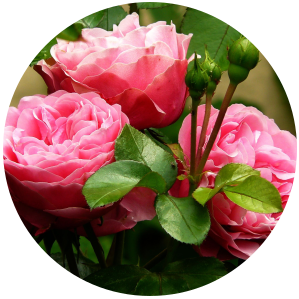 Eau de rose culinaire - Rosa Damascena - Mounë