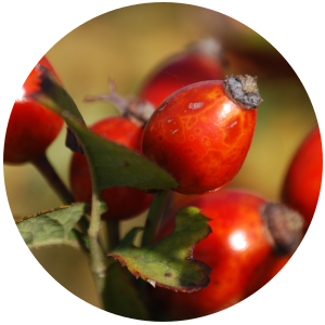 Rosehip Seed (Rosa canina) Carrier Oil - Cold Pressed - Organic