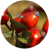 Rosehip Seed (Rosa canina) Carrier Oil - Cold Pressed - Organic